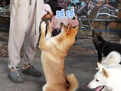 -柴犬高等学院·狗咖·柴犬售卖·宠物训练