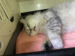 -谐和益家动物医院·免疫绝育·血液透析·宠保定点医院(高新伊藤分院)