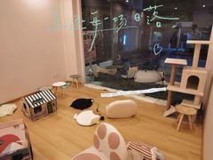 -猫咪派对(江南西店)
