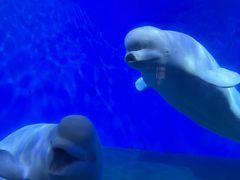 -泉城欧乐堡海洋极地世界