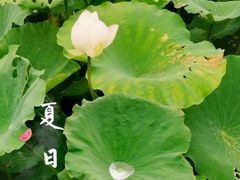 -长洲岛都市农业公园
