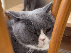 -是阿柴呀！柴犬咖啡·爱喵喵猫咖