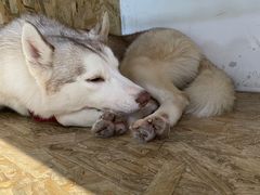 -Husky Go! 哈士奇体验馆·宠物咖啡厅狗咖