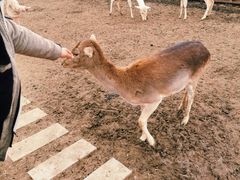 -北京麋鹿生态实验中心