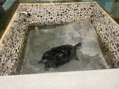 -上海大自然野生昆虫馆(东方明珠·爬宠昆虫探索中心)