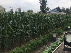 -田园东方蜜桃村的田野营地