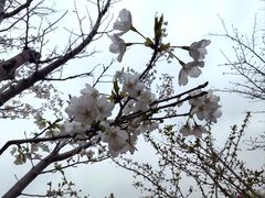 -高东镇樱花园