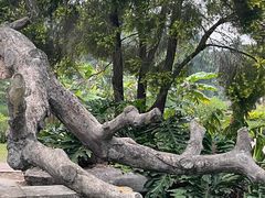 -广西壮族自治区药用植物园