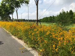 -上海长兴岛郊野公园