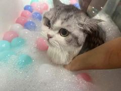 -车接车送·寄养洗护·德文猫舍(大宁店)