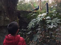 景点-成都大熊猫繁育研究基地