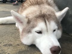 -TrueLove @ Neverland (Husky Cafe)