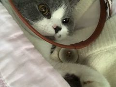 -芭比堂动物医院广州顽皮分院