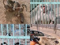 -秦皇岛野生动物园