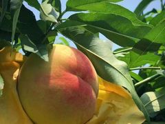 -老袁家蜜桃农场·阳山水蜜桃