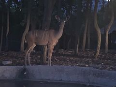 -清迈夜间动物园