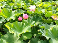 -荆川公园