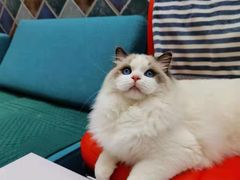 -欣宠猫屋·矮脚拿破仑·蓝金金渐层