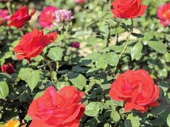 -莲池书院博物馆