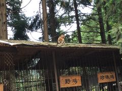 -武陵山森林公园
