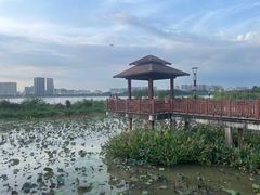 -立新湖公园