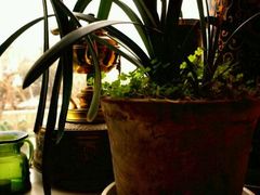 -露西亚咖啡西餐厅(哈尔滨俄侨纪念馆店)