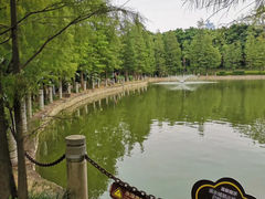 -金花茶公园