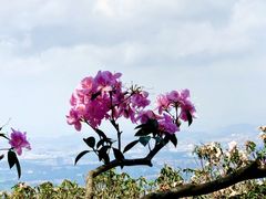 -梧桐山风景名胜区