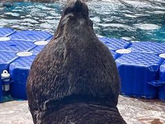 -海合安成都极地海洋公园