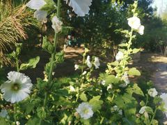 -永定河休闲森林公园