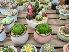 -金陵花卉交易市场