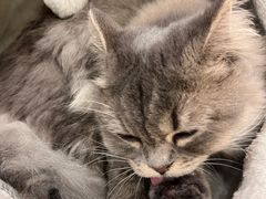 -Let's go狗咖·猫咖·奶狗·桌游(春熙路IFS店)