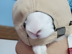 -瑞派·关忠动物医院·异宠专科·犬猫肿瘤·皮肤专科(望京店)