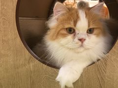 -猫和宫(六道口店)