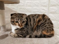 -平行世界·猫咖(首经贸店)