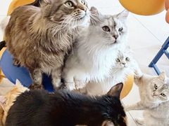 -平行世界·猫咖(首经贸店)