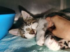 -艾贝尔宠物诊疗