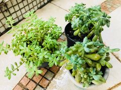 -茂德公草堂