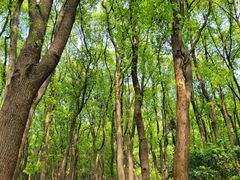 -铁山坪森林公园