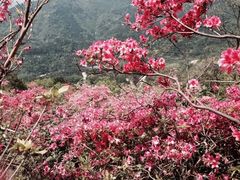 -木兰云雾山