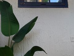 -Sirena海妖日咖夜酒