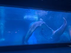 -海合安武汉极地海洋公园