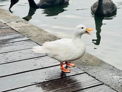 -扬州瘦西湖温泉