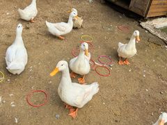 -HERRE·FARM 赫尔露营农场·团建聚会包场