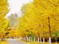 -长白岛森林公园