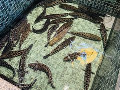 -景明轩•养生酸汤鱼火锅 云贵鲜菌 现舂野果酸汤(王寨小区店)