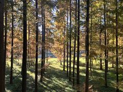 -黄海国家森林公园