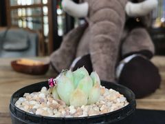 -Africafe(非洲咖啡)