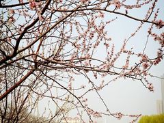 -桃花堤公园