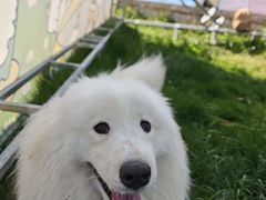 -趣玩宠物乐园寄养训犬训狗游泳池